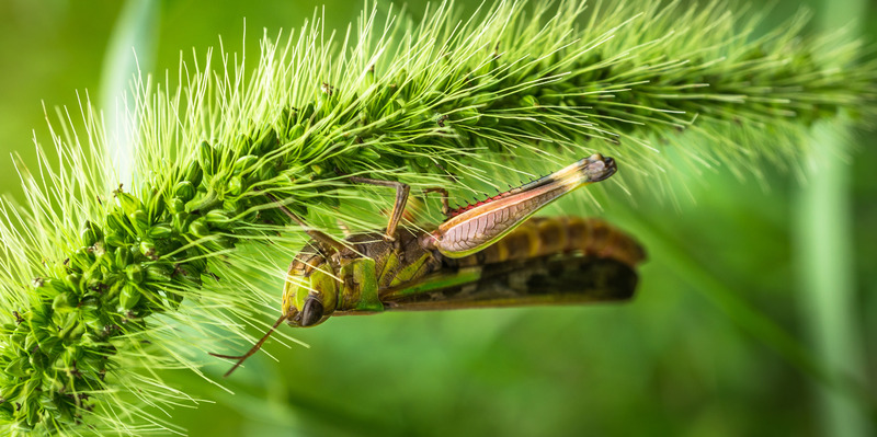 绿色植物昆虫抽象草本植物蚱蜢性质图片