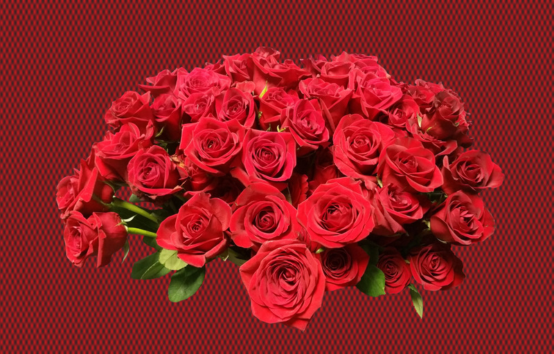 红色植物情人节玫瑰花花卉荆棘红玫瑰开花蔷薇科一束鲜花