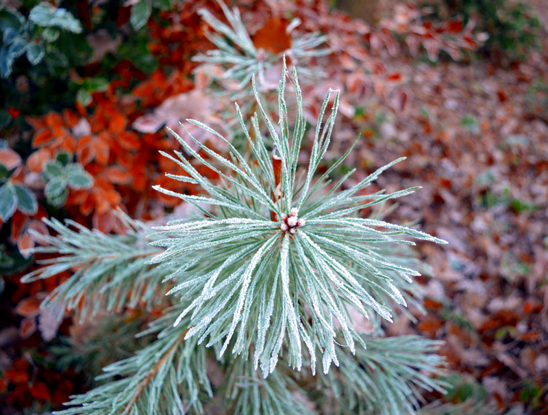 冬季树叶松树十一月寒冷冰块冷淡冷酷结冰针叶树