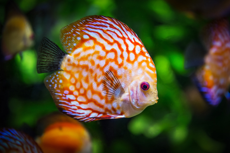 动物颜色捕鱼游泳水族馆水生动物动物群动物区系斑马鱼淡水图片