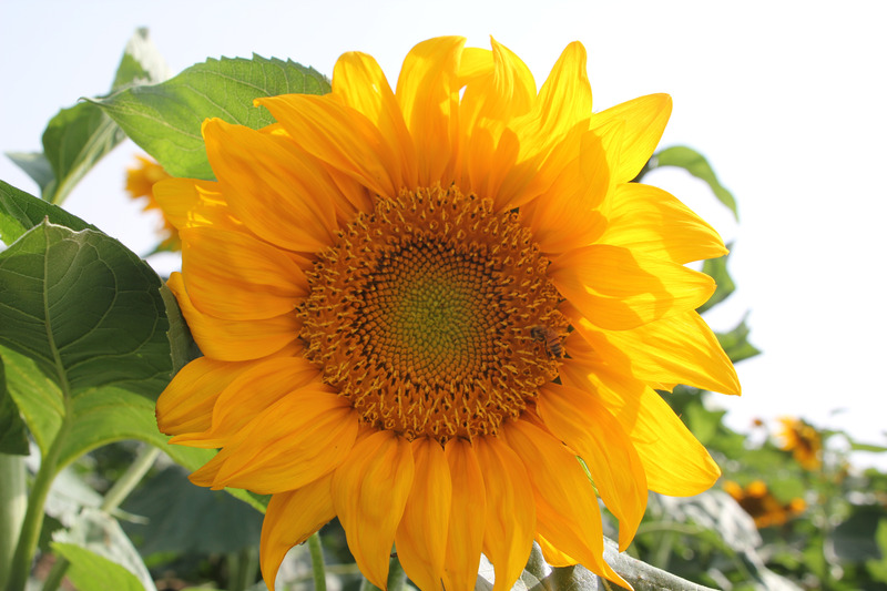 向日葵黄色花阳光明媚开花新鲜太阳阳光光