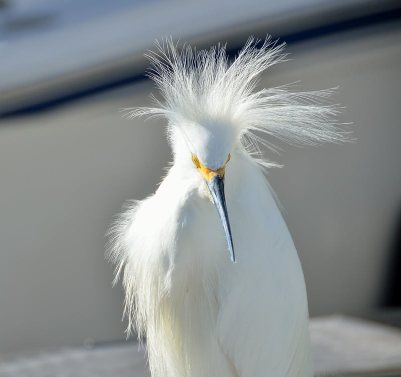 动物白色鸟白鹭翅膀海滩海岸线水禽美国沼泽