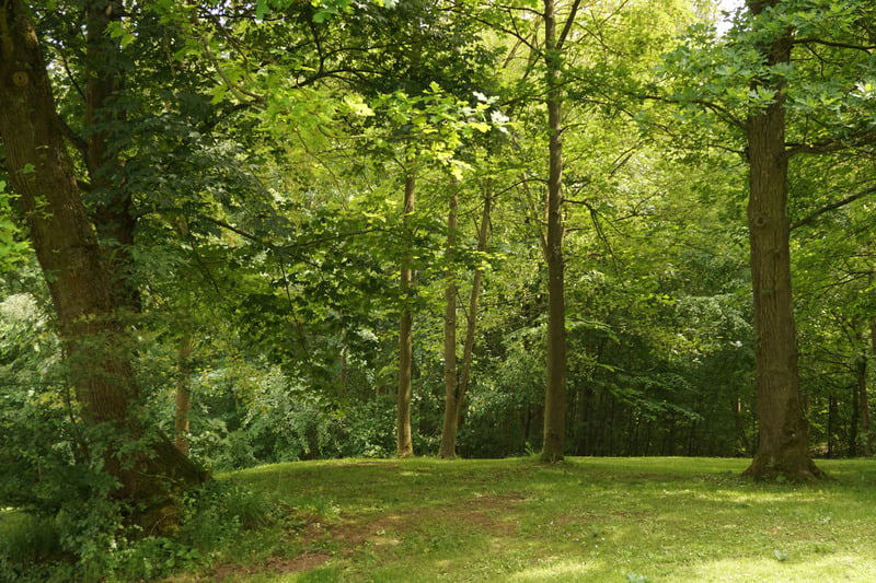 绿色森林休闲景观树木树丛松弛游泳池日光阳光