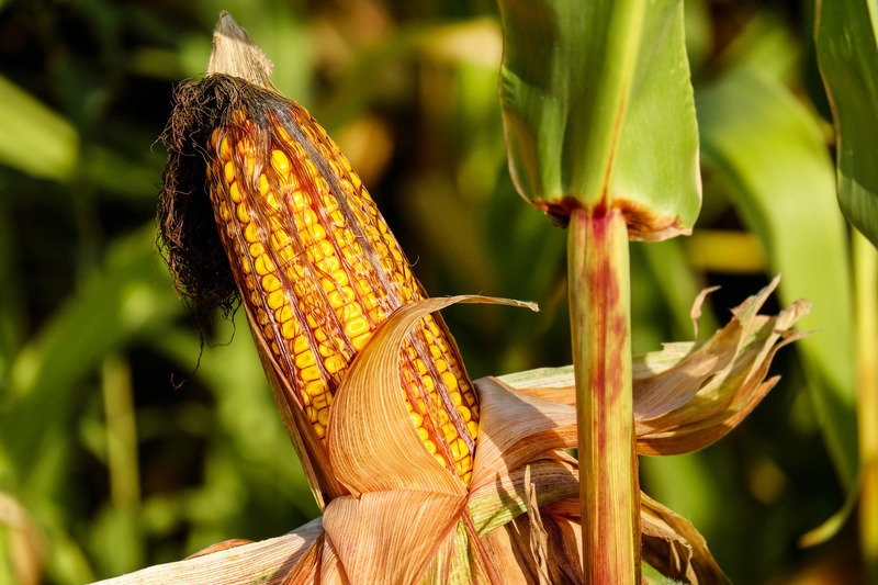 玉米秋天秋季谷物玉米棒子领域性质