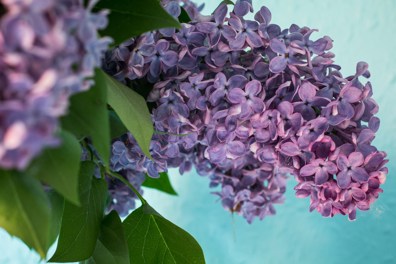 丁香花是什么颜色(丁香花是什么颜色的牵牛花是什么颜色的)