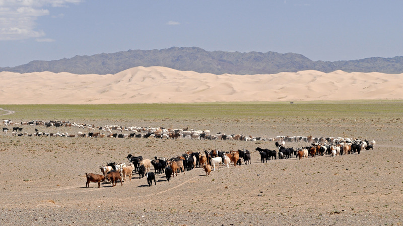 蒙古沙漠山羊沙丘戈壁遗弃