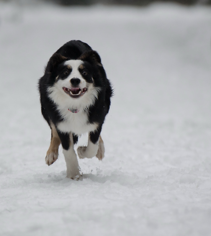 冬季雪边境牧羊犬