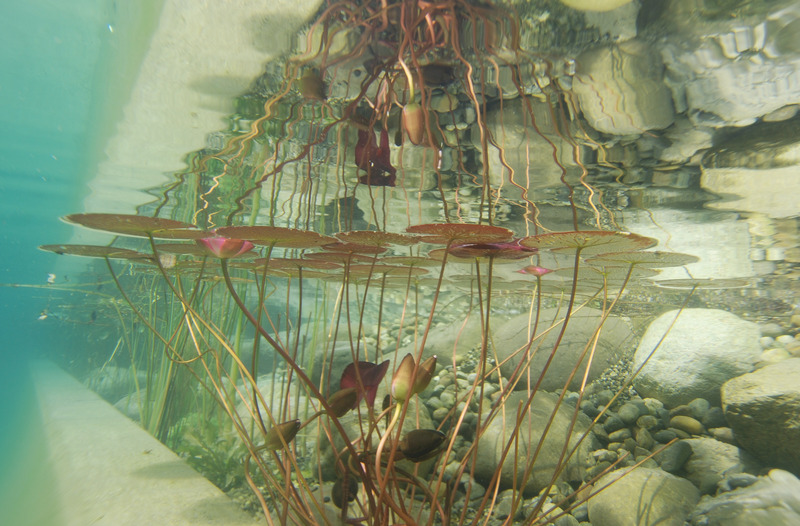 植物荷花水生植物水花池塘生物群落水下的摄影水域漂浮植物图片