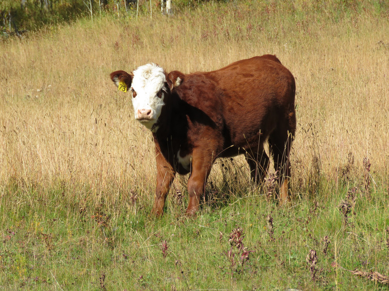 动物牛草地棕色领域母牛小牛