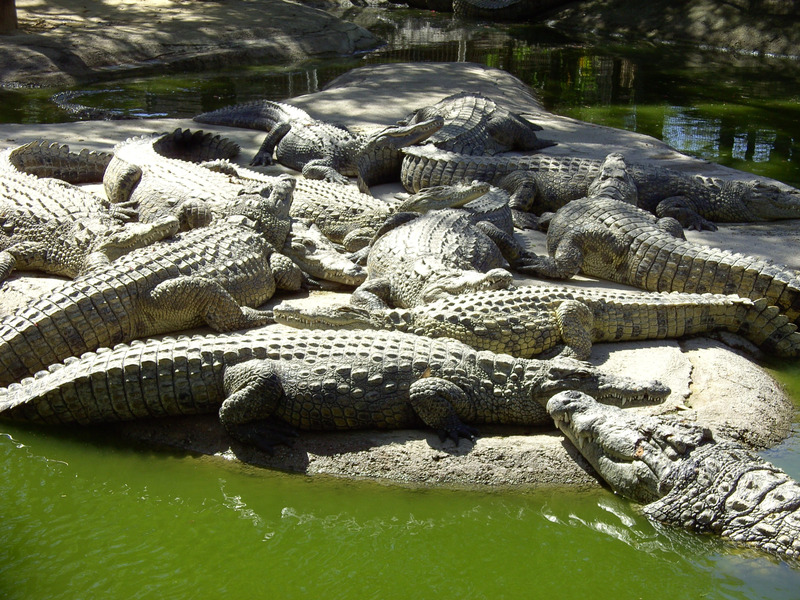 鳄鱼皮动物园鳄鱼野生动物性质爬虫