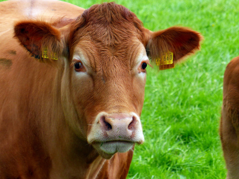 动物牛肉牛草地棕色哺乳牧场家畜放牧母牛图片