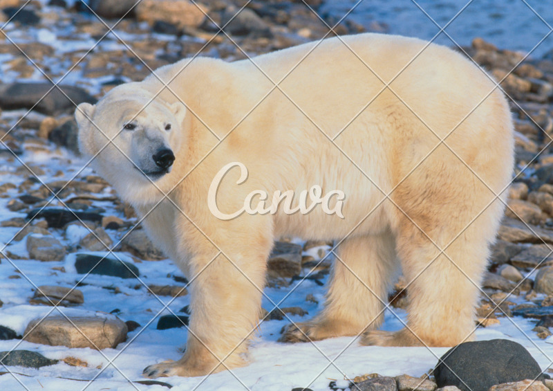 动物冬天户外下雪雪北极熊自然摄影图像野生动物高清图片 - canva可画