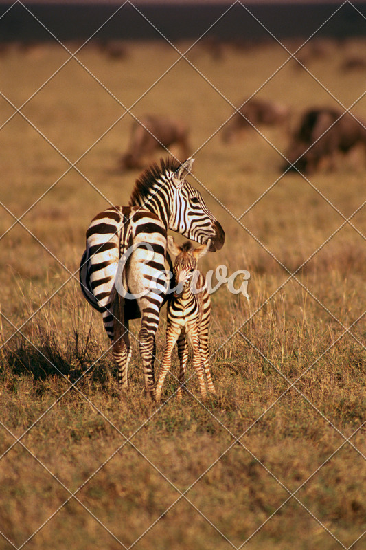 動物戶外斑馬圖像全身像野生動物食草