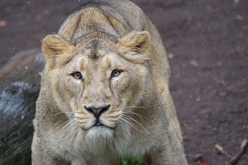 動物獅子頭獸蘋果瀏覽器特寫肉食動物毛皮動物照片動物攝影