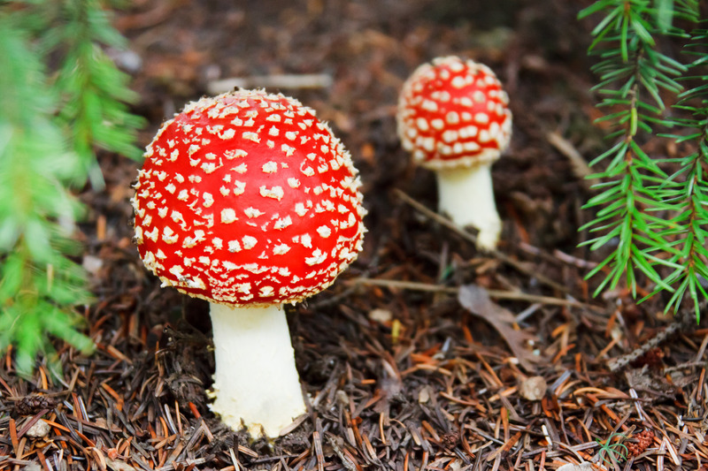 森林大自然真菌菌类自然界林区本性自然土地特性