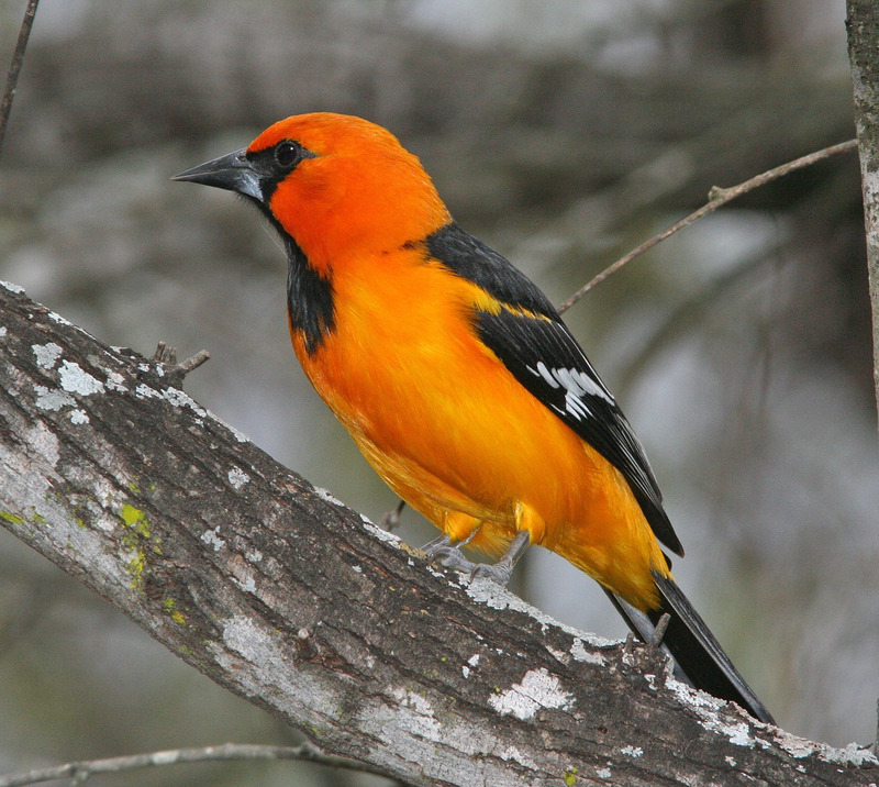 动物户外橙子羽毛鸟翅膀橙色彩色大自然寻找