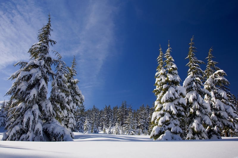 森林天空冬天冬季风景雪树大自然冬日树木