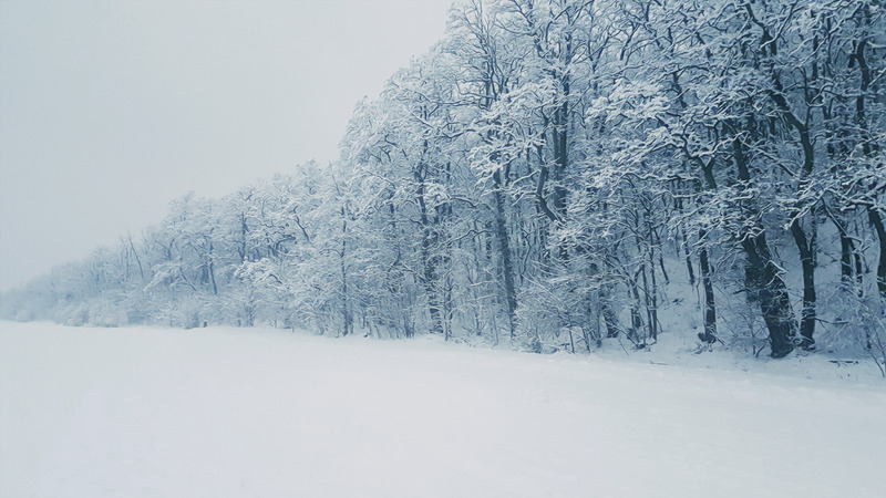 天气森林冬天冬季风景下雪雪山水画树场景