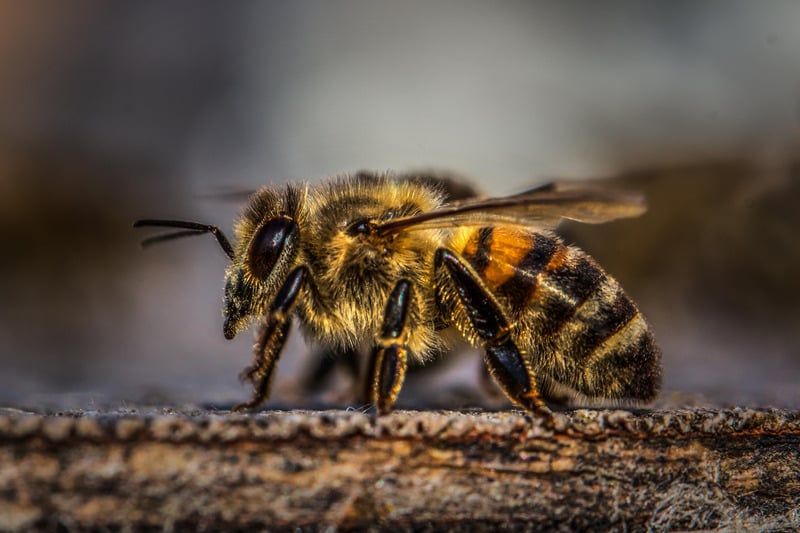 动物户外蜜蜂翅膀昆虫小蜜蜂虫子兽特写无脊椎动物