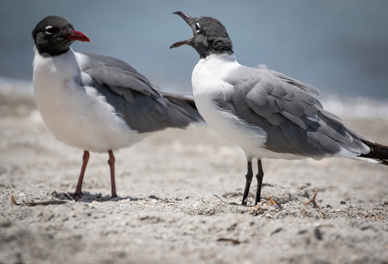 戶外羽毛鳥翅膀海鷗家禽鳥類水鳥特寫室外圖片