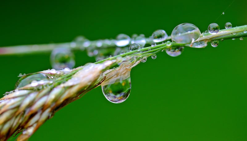 植物水滴树叶模糊雨水雨滴露水特写露珠树干图片