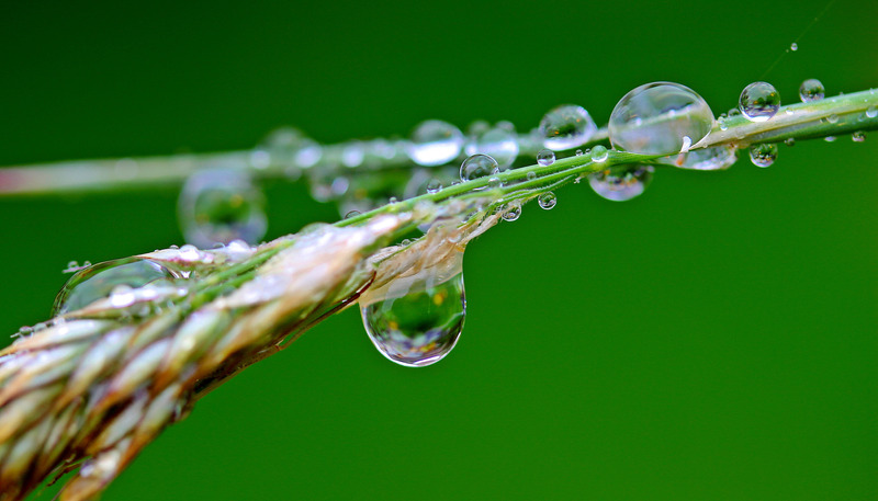 植物水滴树叶模糊雨水雨滴露水特写露珠树干