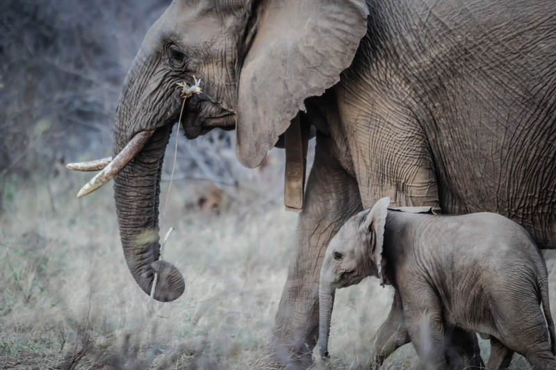 大象象牙小象苹果浏览器非洲象鼻野生动物哺乳动物
