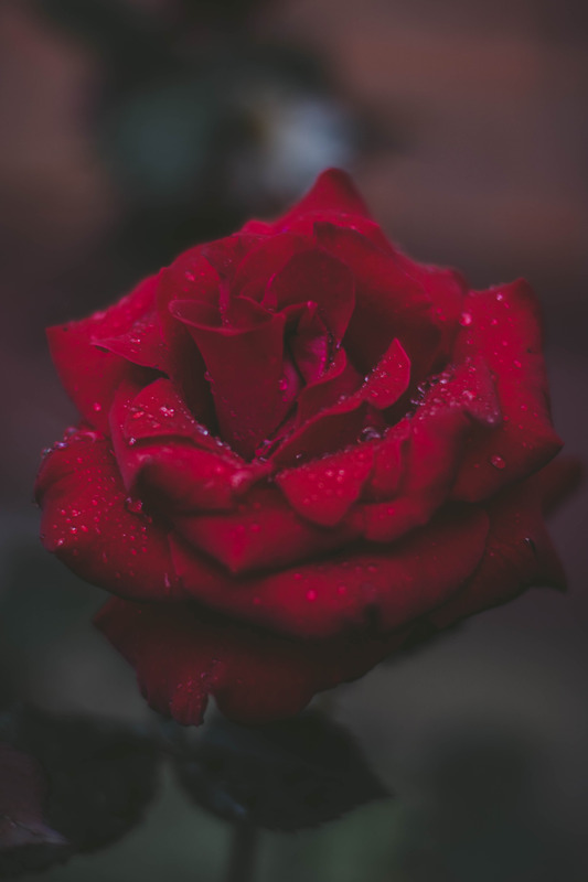 玫瑰鲜花漂亮花玫瑰花花卉蔷薇花朵红玫瑰蔷薇花