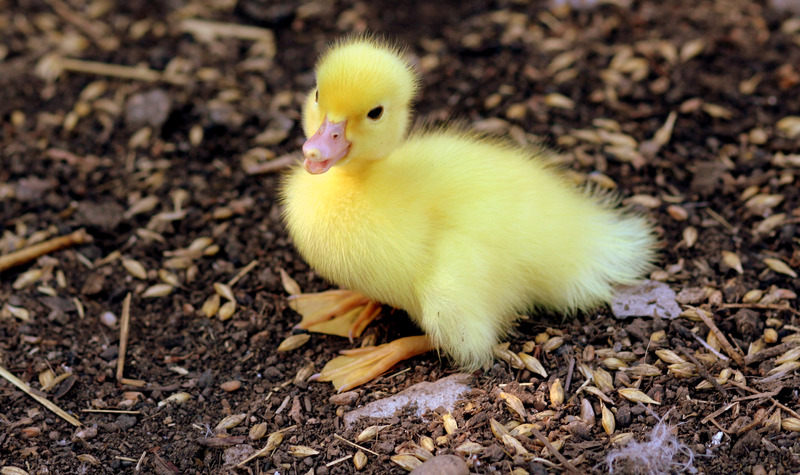 黄色动物户外羽毛鸟模糊小鸭子母鸡兽家禽图片
