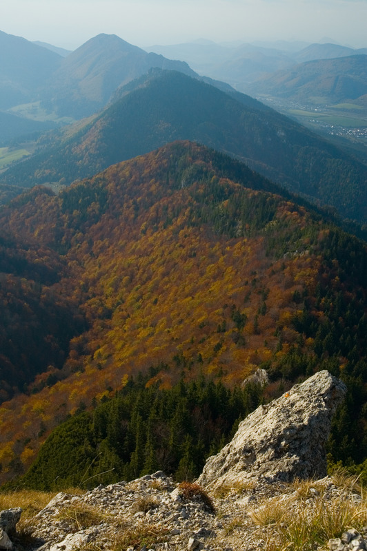 户外风景草地山水画树大自然迷茫山丘景色岩石