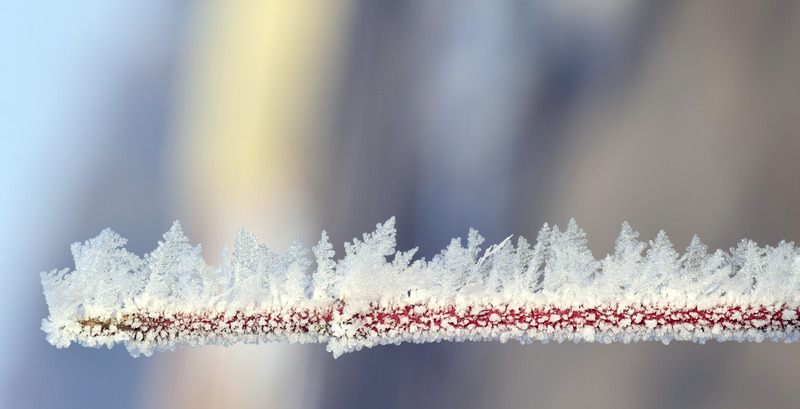 冬天冬季漂亮雪大自然冬日寒冷树枝冰块特写图片