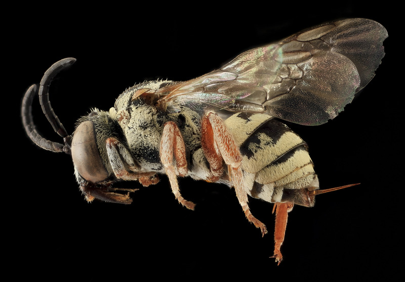 蜜蜂翅膀昆虫大自然侧脸小蜜蜂虫子轮廓特写侧面
