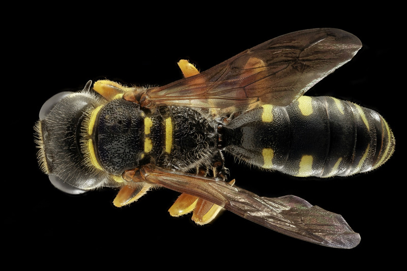 蜜蜂黄蜂翅膀昆虫大自然虫子特写自然界本性自然
