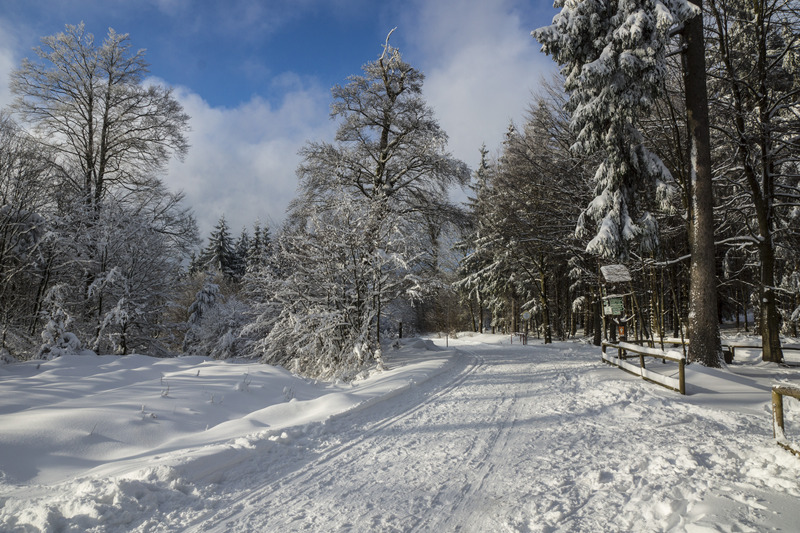 森林冬天冬季白色风景下雪雪山水画树大自然