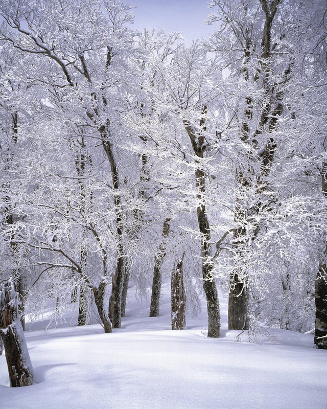 天气森林冬天冬季白色风景下雪白雪公主雪山水画图片