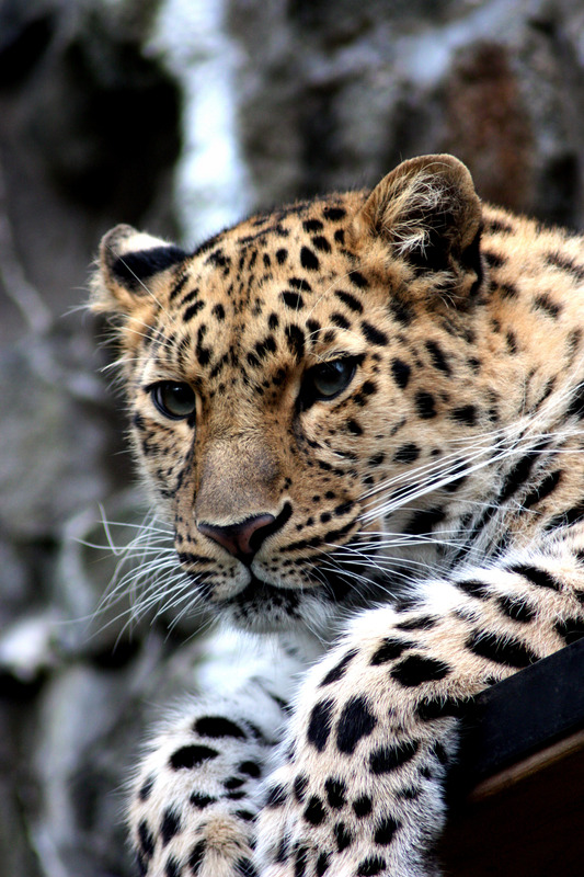 动物豹兽特写动物照片动物摄影美洲豹