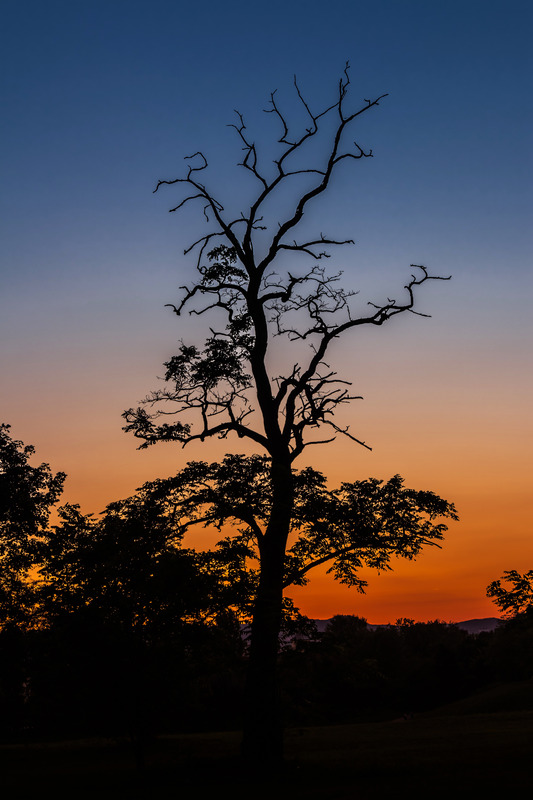 颜色温暖黄昏树彩色日出大自然心情夜晚树林图片