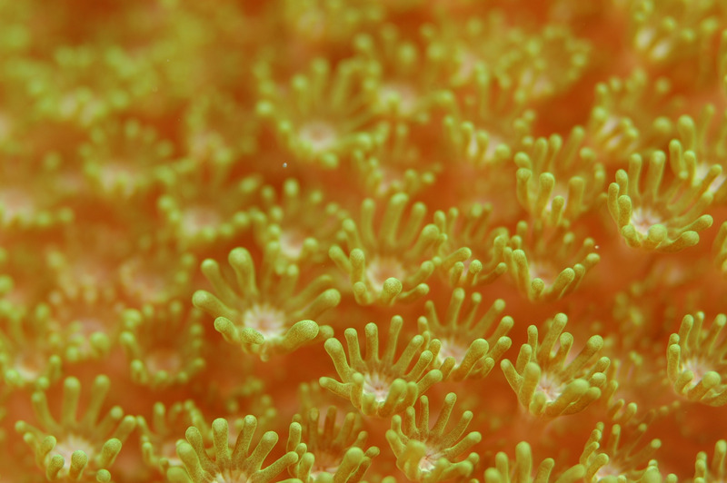 珊瑚海洋生物珊瑚虫海葵图片