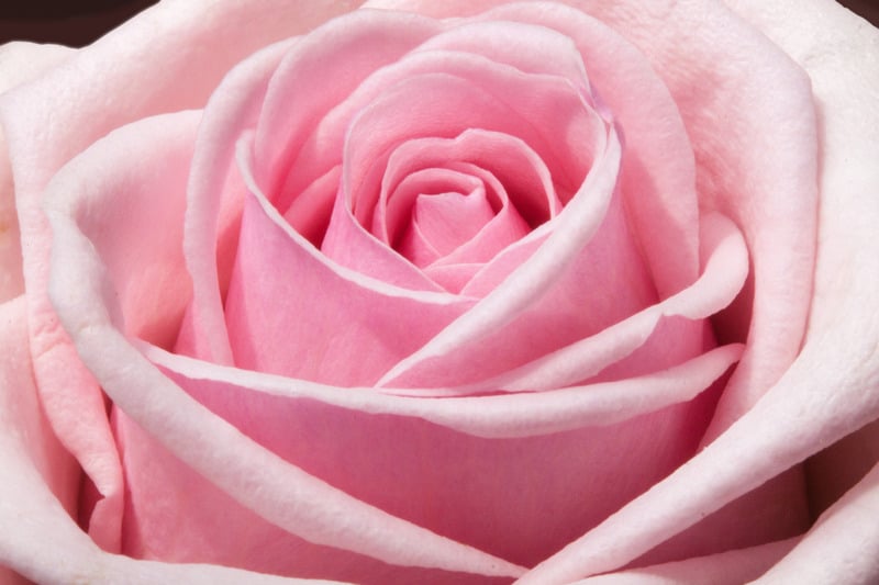 花瓣植物玫瑰粉色花爱心春天玫瑰花花卉蔷薇图片