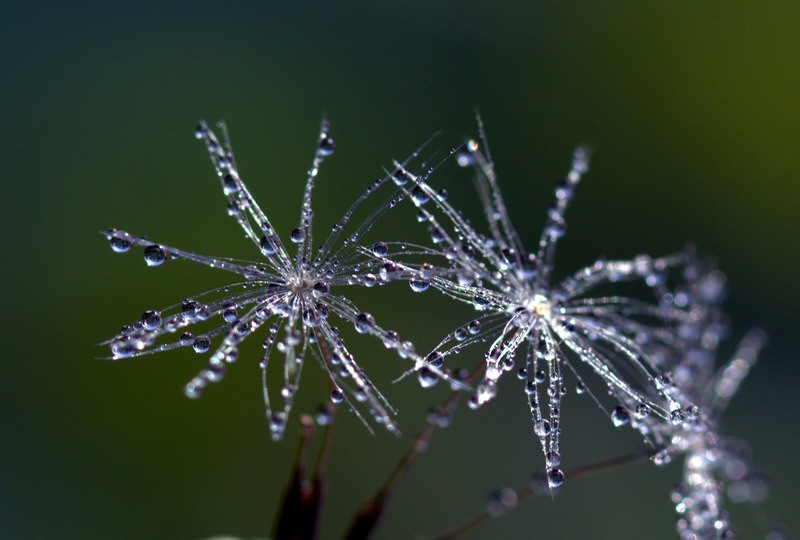 戶外花花卉花朵模糊露水特寫室外景深明亮的