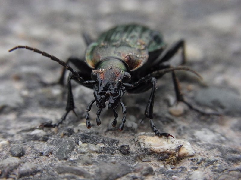 动物昆虫大自然虫子兽甲虫自然界土鳖虫本性自然