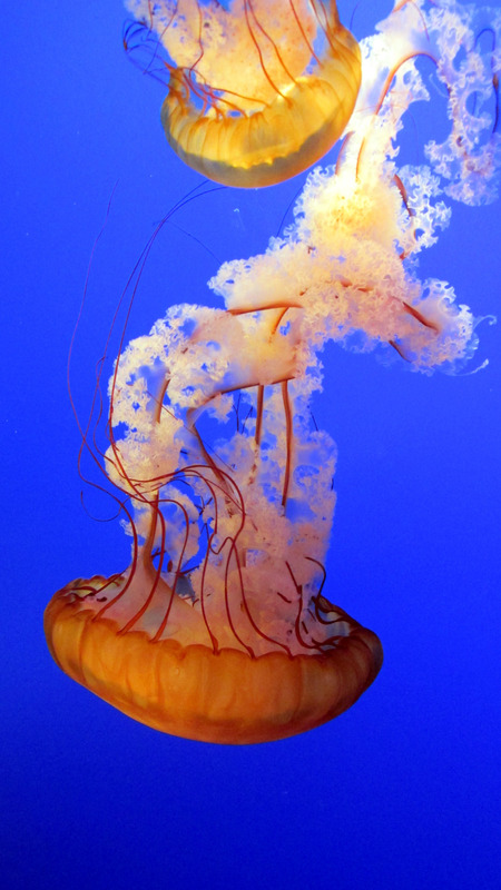 动物水母兽触角水下触手大洋海洋图片