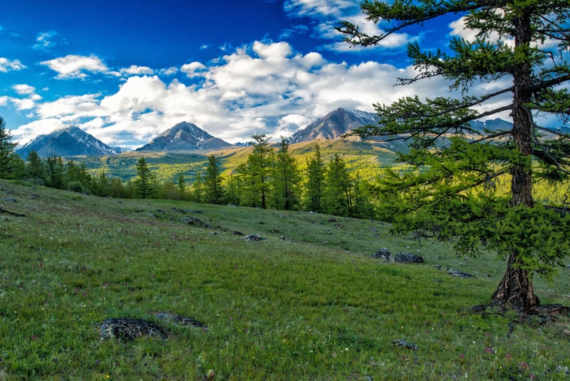 天空蒙古户外风景云朵草地山水画树大自然松树