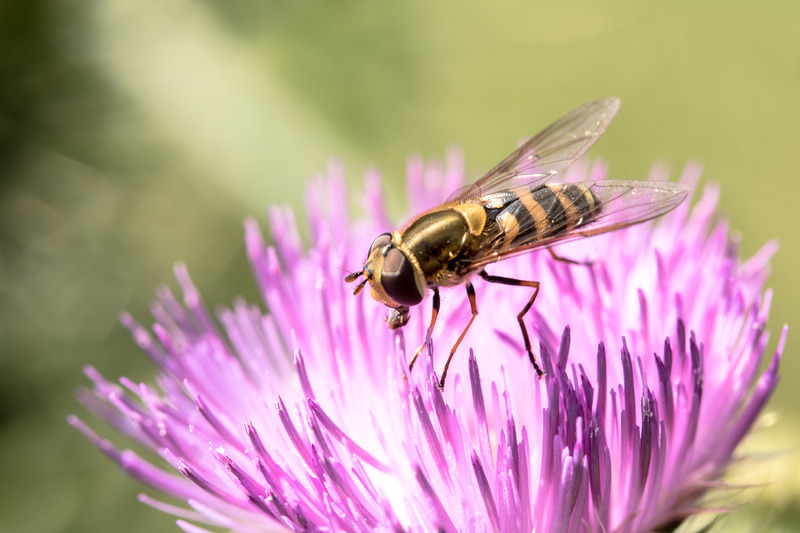 鲜花花蜜蜂花卉昆虫花朵虫子开花特写食蚜蝇图片