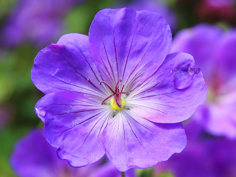 植物鲜花花紫色花卉紫罗兰花朵开花特写微距摄影图片