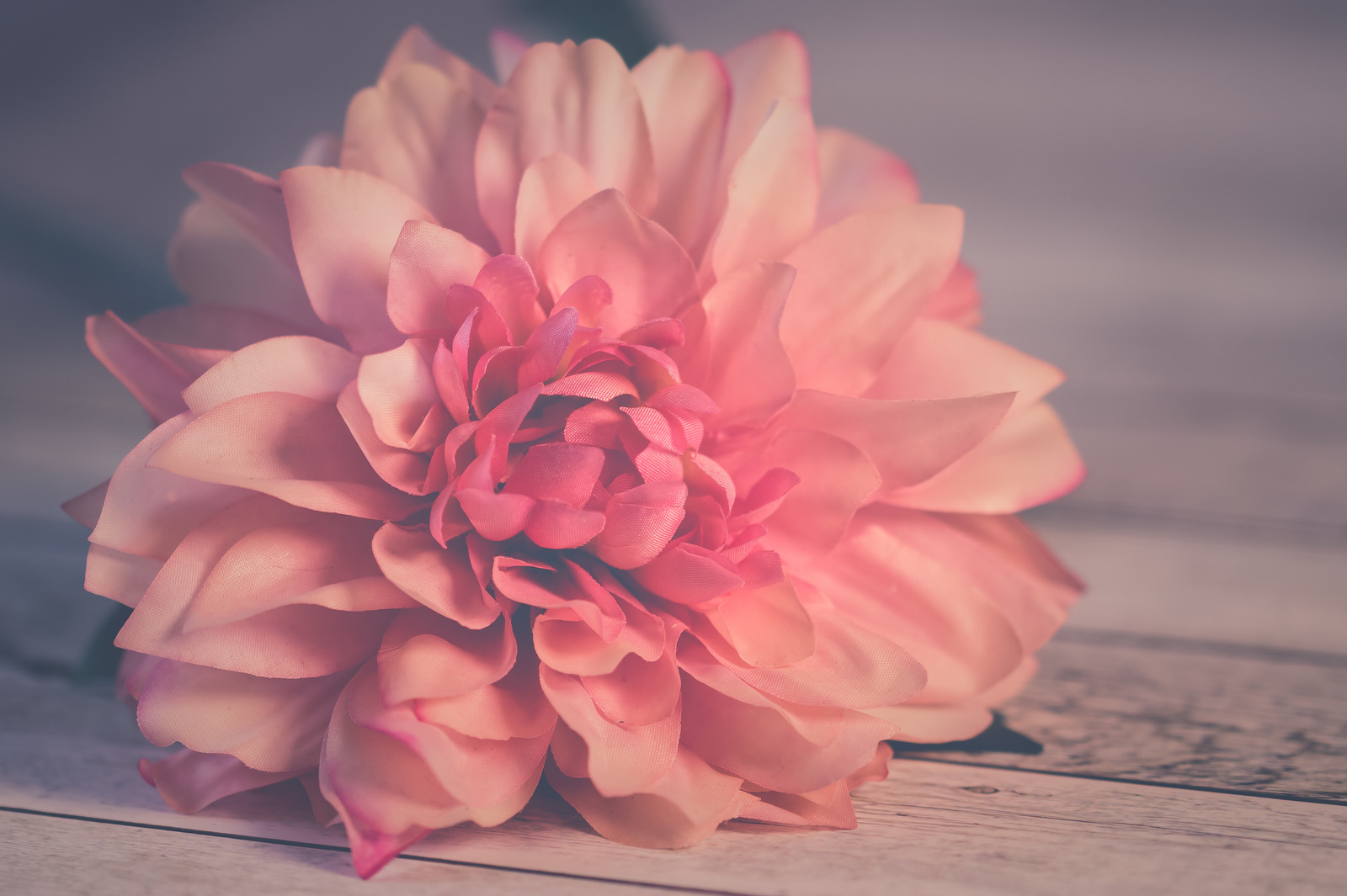 花瓣背景颜色花绽放粉红粉红色特写木桌大丽花