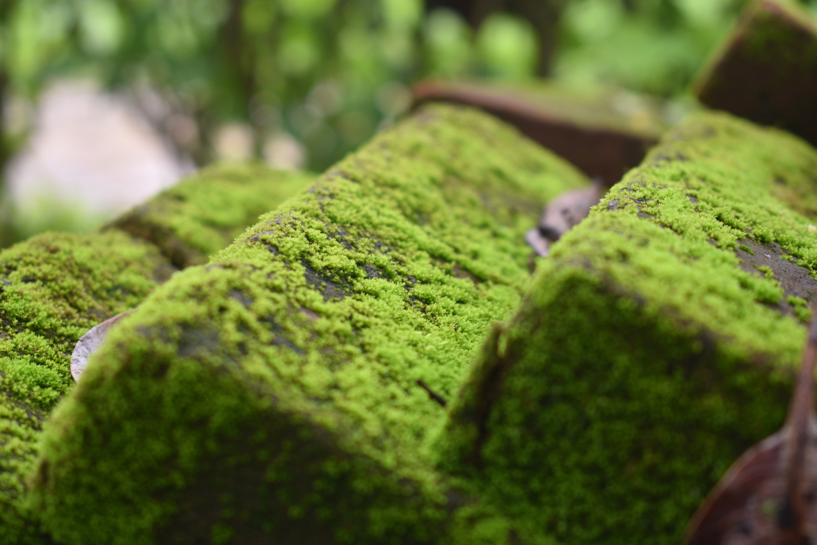 绿色户外颜色石头叶子树叶模糊苔藓特写室外