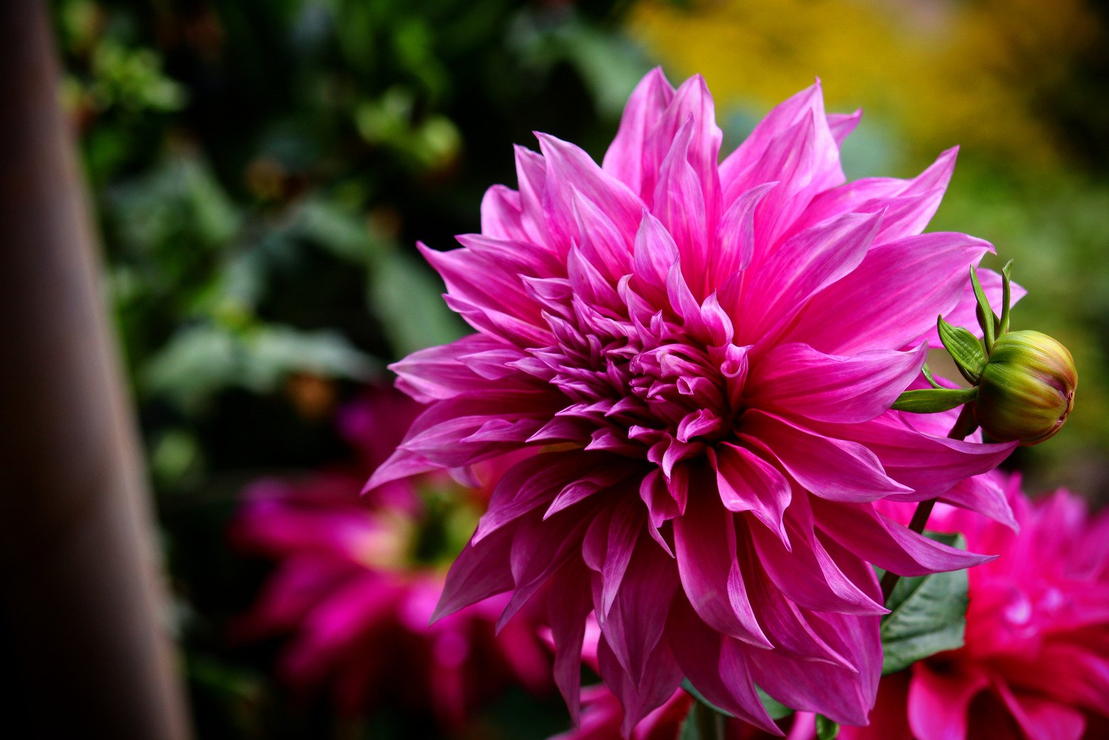 花瓣植物户外花卉绽放粉红粉红色夏季花蕾特写