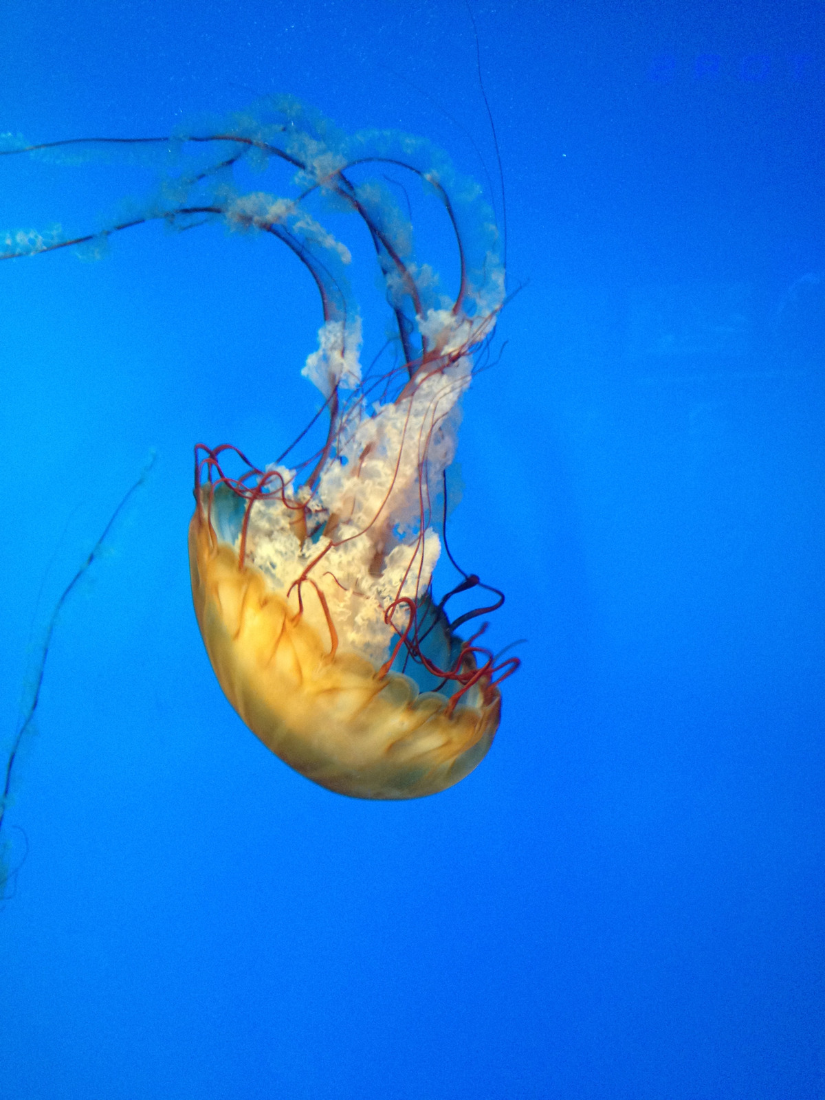 游泳水母海洋生物海洋海蜇