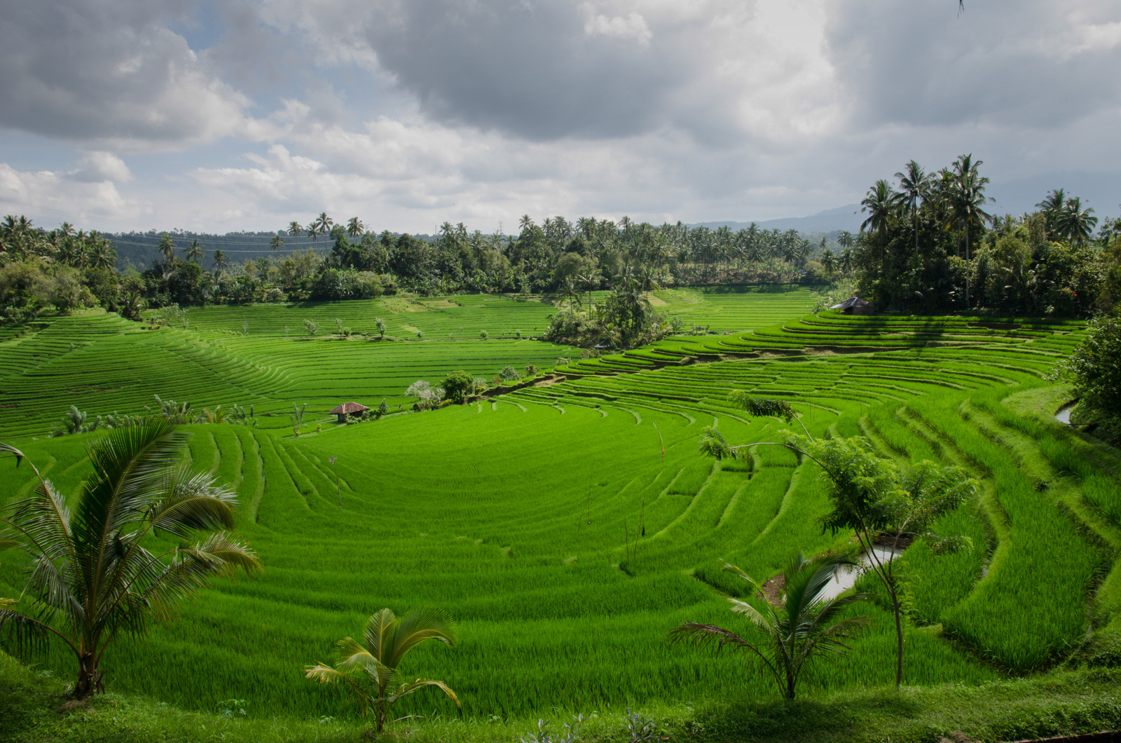 绿色亚洲印度尼西亚巴厘岛农场农业种植